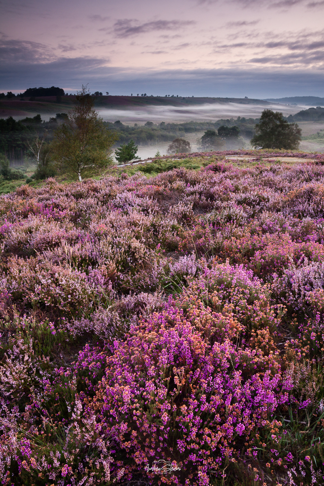 Rockford Common Heather